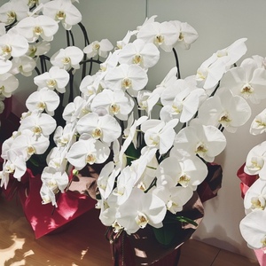 【佐々木未来生誕祭2026〜スナック『未来』開店〜】開店祝いの胡蝶蘭の祝い花＊金額は1口分